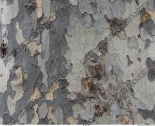 tree bark 0005